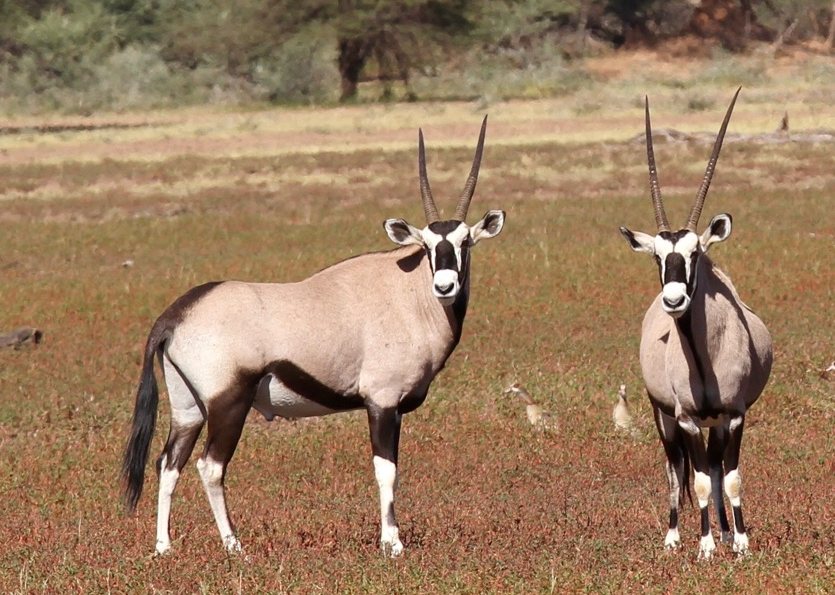 Oryx auf der Gamefarm Namibia, sehen Sie verschiedene Antilopenarten, Giraffen, und viel mehr